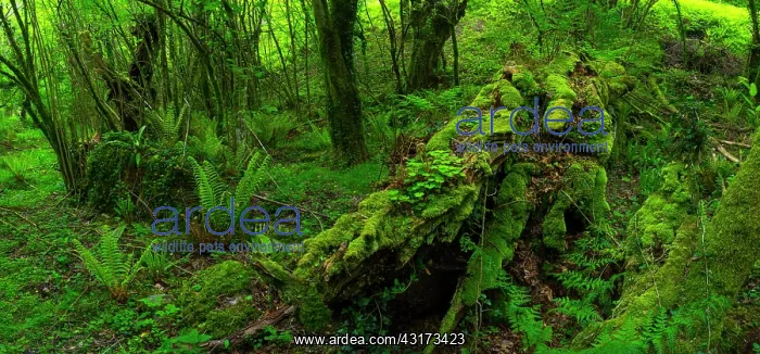 : Chestnut forest, Onati, Gipuzkoa, Basque Country : Chestnut forest, Onati, Gipuzkoa, Basque Country