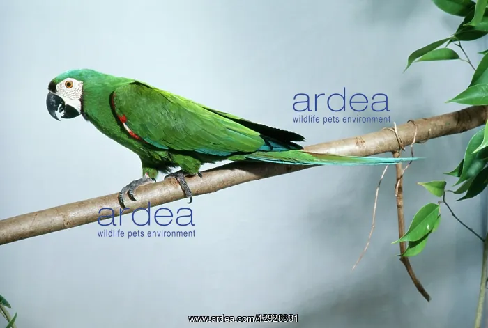 : Chestnut-fronted Macaw : Chestnut-fronted Macaw