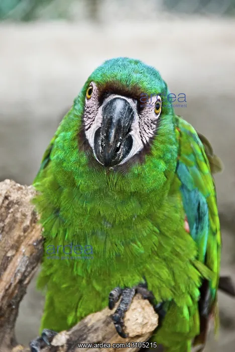 : Chestnut-fronted Macaw : Chestnut-fronted Macaw