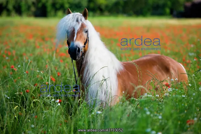  : Chestnut Haflinger mare with bridle in poppy field