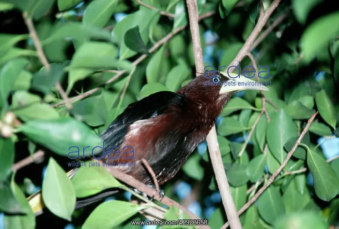 : Chestnut-headed OROPENDOLA : Chestnut-headed OROPENDOLA