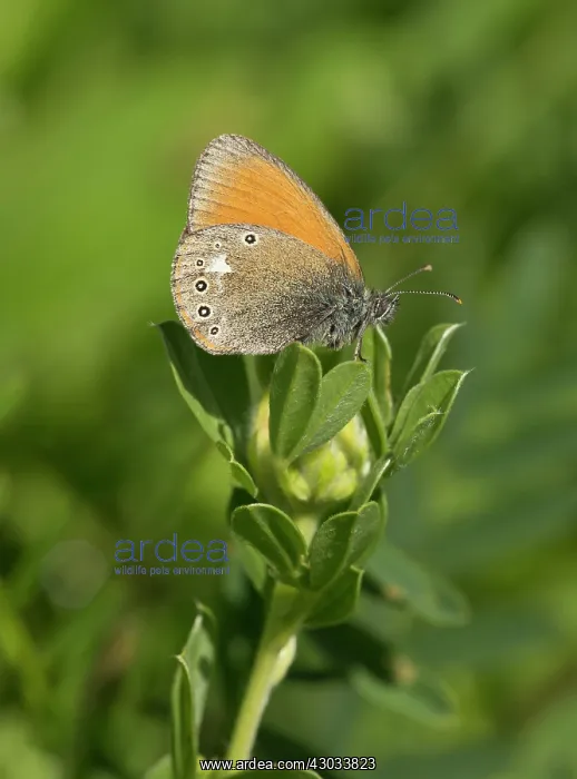 : Chestnut Heath Butterfly Transylvanian, Romania : Chestnut Heath Butterfly Transylvanian, Romania