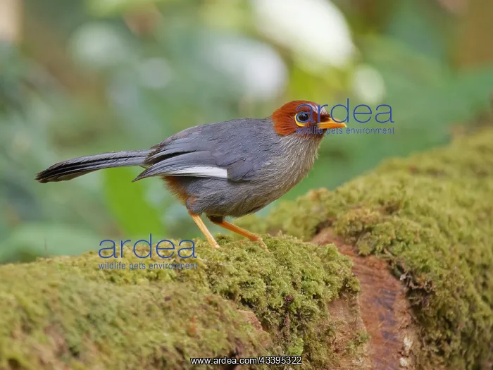 : Chestnut Hooded Laughing Thrush Pterorhinus trea : Chestnut Hooded Laughing Thrush Pterorhinus trea