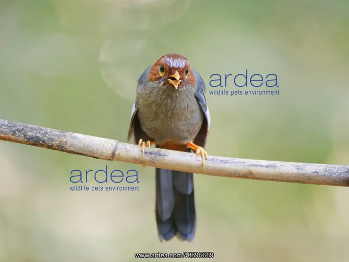 : Chestnut Hooded Laughing Thrush Pterorhinus trea : Chestnut Hooded Laughing Thrush Pterorhinus trea