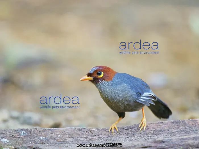 : Chestnut Hooded Laughing Thrush Pterorhinus trea : Chestnut Hooded Laughing Thrush Pterorhinus trea
