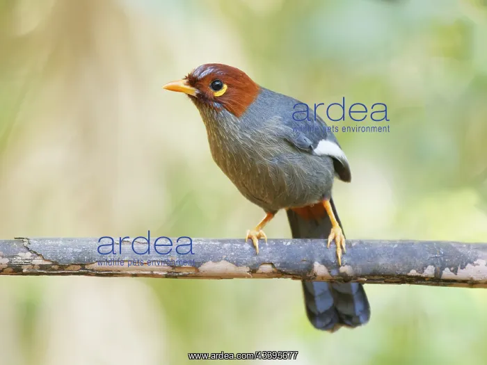 : Chestnut Hooded Laughing Thrush Pterorhinus trea : Chestnut Hooded Laughing Thrush Pterorhinus trea