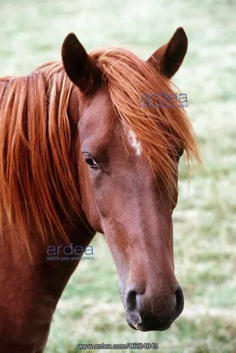: CHESTNUT HORSE - C / U HEAD : CHESTNUT HORSE - C / U HEAD