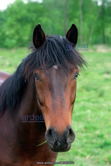  : Chestnut Horse - close-up of face