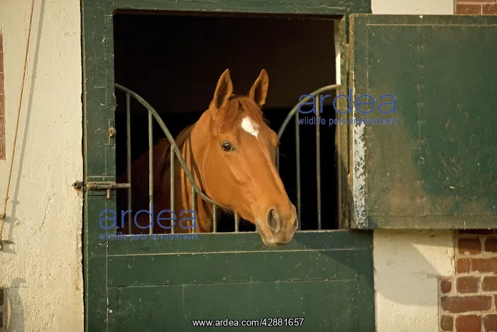 : Chestnut Horse - looking over stable door : Chestnut Horse - looking over stable door