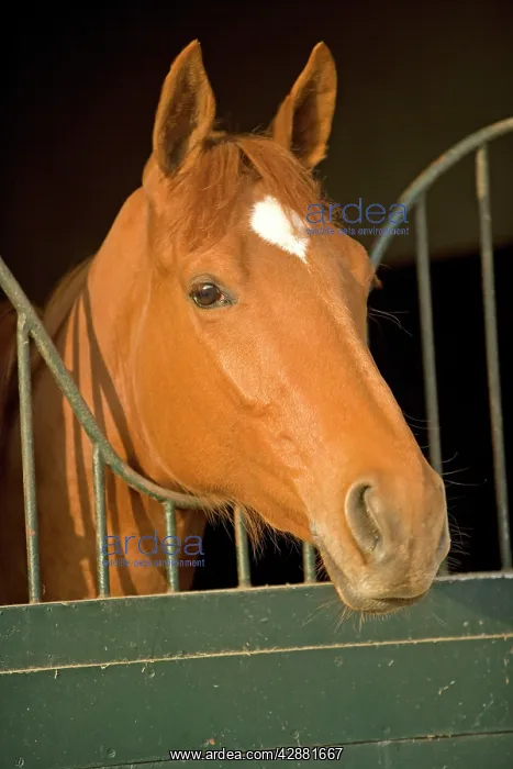 : Chestnut Horse - looking over stable door : Chestnut Horse - looking over stable door