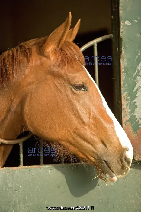 : Chestnut Horse - looking over stable door : Chestnut Horse - looking over stable door
