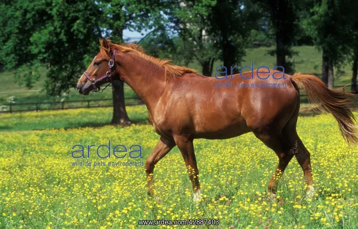  : Chestnut Horse - Selle Francais - in meadow