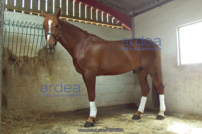 : Chestnut horse in stable : Chestnut horse in stable