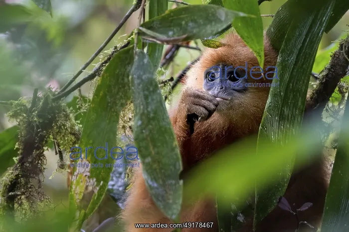 : Chestnut langur (Presbytis rubicunda) : Chestnut langur (Presbytis rubicunda)