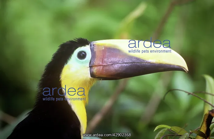 : Chestnut-mandibiled Toucan : Chestnut-mandibiled Toucan