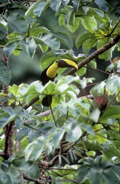 : Chestnut-mandibiled Toucan : Chestnut-mandibiled Toucan