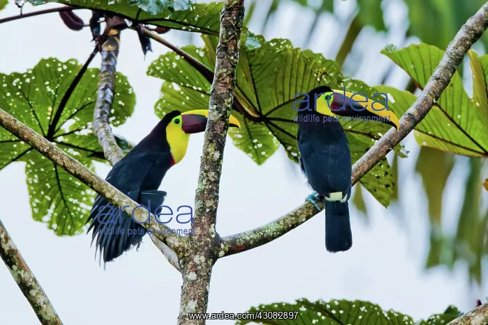 : Chestnut-mandibled Toucan : Chestnut-mandibled Toucan