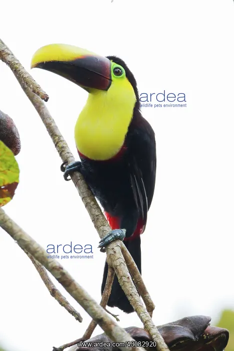 : Chestnut-mandibled Toucan : Chestnut-mandibled Toucan