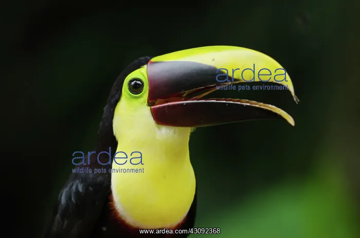 : Chestnut-mandibled Toucan : Chestnut-mandibled Toucan