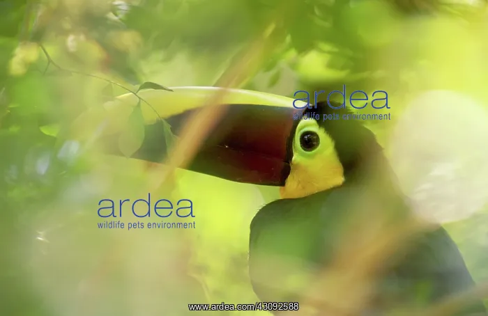 : Chestnut-mandibled Toucan : Chestnut-mandibled Toucan