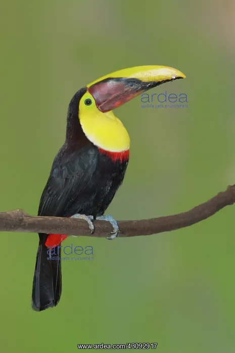 : Chestnut-mandibled Toucan : Chestnut-mandibled Toucan