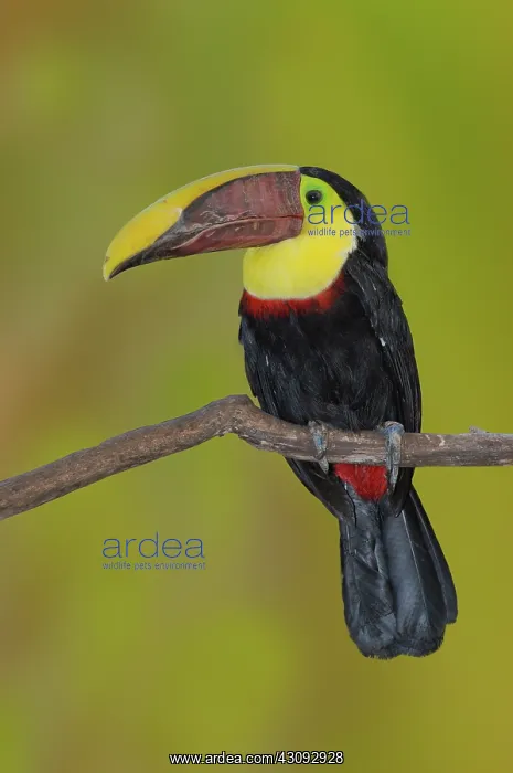 : Chestnut-mandibled Toucan : Chestnut-mandibled Toucan
