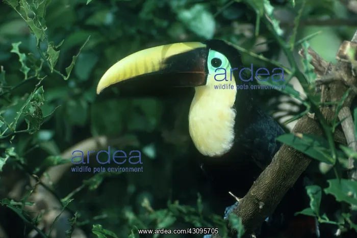 : Chestnut-mandibled Toucan : Chestnut-mandibled Toucan