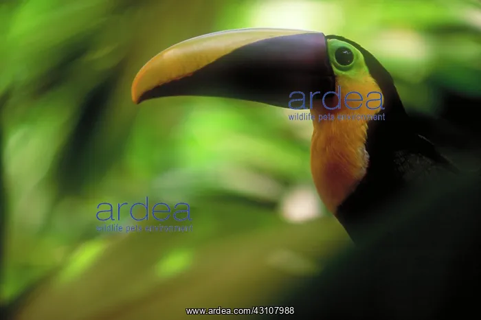 : Chestnut-mandibled toucan : Chestnut-mandibled toucan
