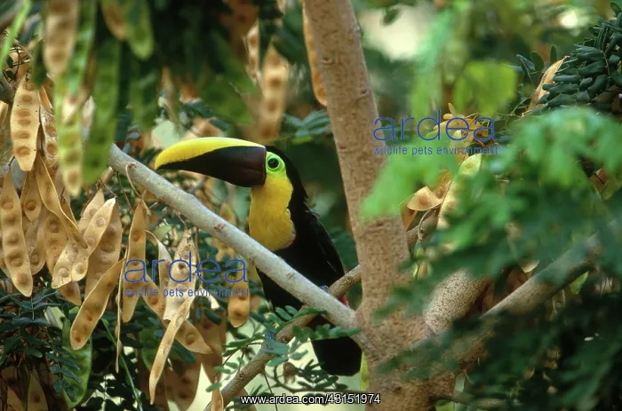 : Chestnut-mandibled Toucan : Chestnut-mandibled Toucan