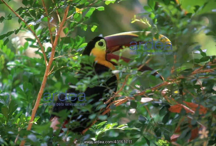 : Chestnut-mandibled Toucan : Chestnut-mandibled Toucan