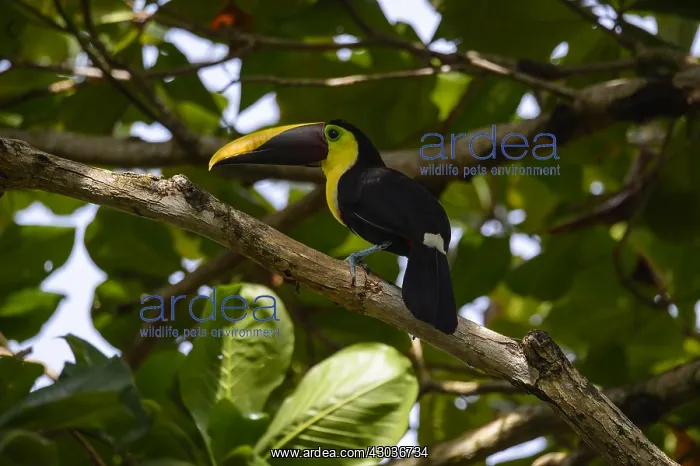 : Chestnut-mandibled Toucan - Chestnut-mandibled Toucan : Chestnut-mandibled Toucan - Chestnut-mandibled Toucan