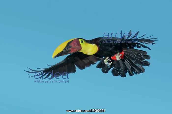 : Chestnut-mandibled Toucan Flying : Chestnut-mandibled Toucan Flying