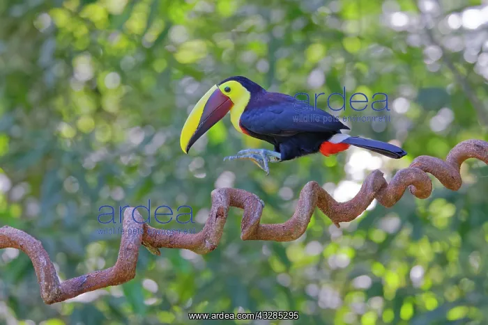 : Chestnut Mandibled Toucan - hopping along branch Ramphastos : Chestnut Mandibled Toucan - hopping along branch Ramphastos