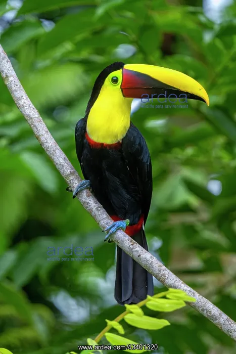 : chestnut-mandibled toucan, Ramphastos ambiguus swainsonii : chestnut-mandibled toucan, Ramphastos ambiguus swainsonii