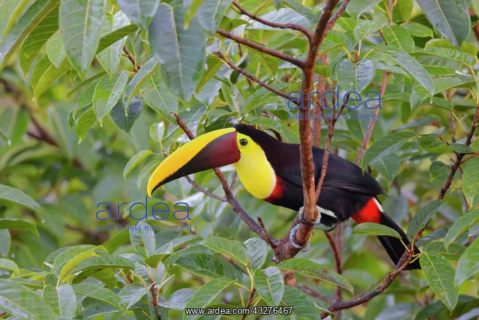 : Chestnut Mandibled Toucan Ramphastos ambiguus swainsonii Boc : Chestnut Mandibled Toucan Ramphastos ambiguus swainsonii Boc