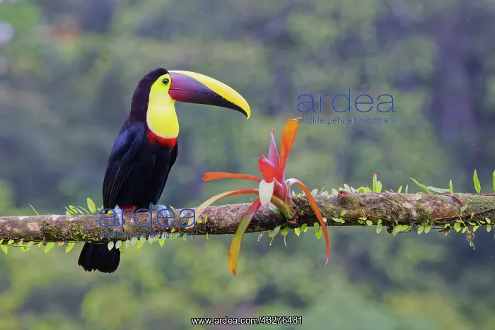 : Chestnut Mandibled Toucan Ramphastos ambiguus swainsonii Boc : Chestnut Mandibled Toucan Ramphastos ambiguus swainsonii Boc