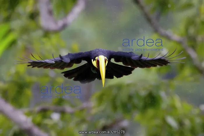 : Chestnut Mandibled Toucan Ramphastos ambiguus swainsonii Boc : Chestnut Mandibled Toucan Ramphastos ambiguus swainsonii Boc