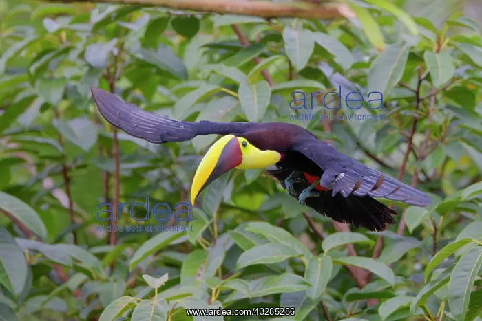 : Chestnut Mandibled Toucan Ramphastos ambiguus swainsonii Boc : Chestnut Mandibled Toucan Ramphastos ambiguus swainsonii Boc