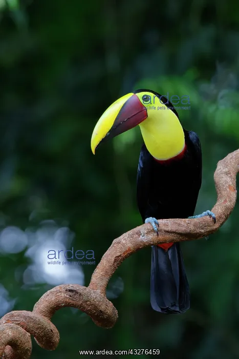 : Chestnut Mandibled Toucan Ramphastos ambiguus swainsonii Sar : Chestnut Mandibled Toucan Ramphastos ambiguus swainsonii Sar