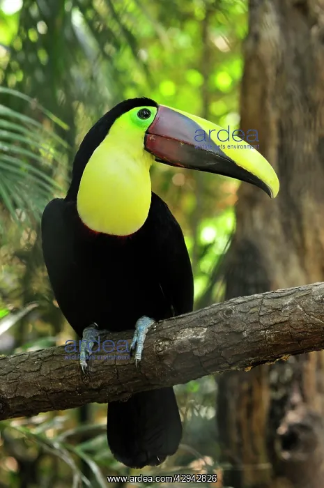: Chestnut-mandibled Toucan / SwainsonIs Toucan : Chestnut-mandibled Toucan / SwainsonIs Toucan