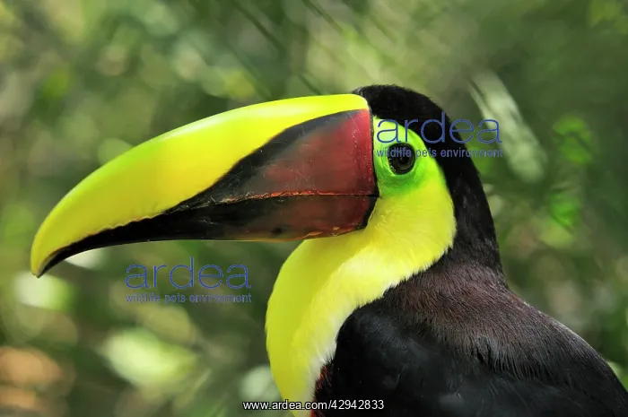 : Chestnut-mandibled Toucan / SwainsonIs Toucan : Chestnut-mandibled Toucan / SwainsonIs Toucan