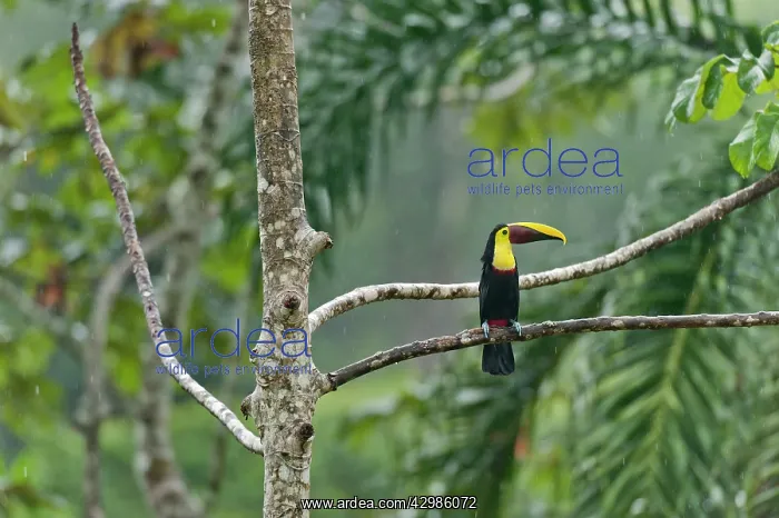 : Chestnut-mandibled Toucan / Swainson's Toucan : Chestnut-mandibled Toucan / Swainson's Toucan