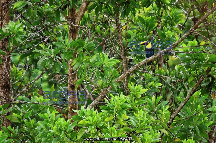 : Chestnut-mandibled Toucan / Swainson's Toucan : Chestnut-mandibled Toucan / Swainson's Toucan