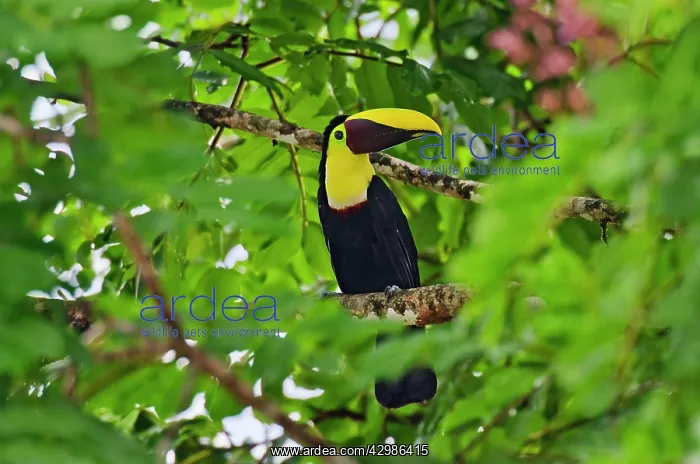  : Chestnut-mandibled Toucan  /  Swainson's Toucan