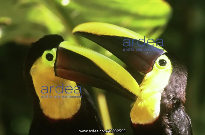 : Chestnut-mandibled Toucans : Chestnut-mandibled Toucans