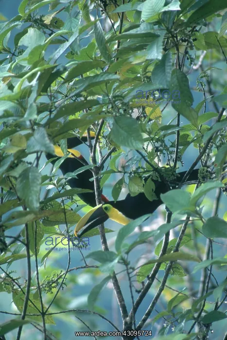 : Chestnut-mandibled Toucans : Chestnut-mandibled Toucans