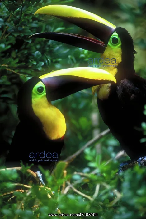 : Chestnut-mandibled toucans : Chestnut-mandibled toucans