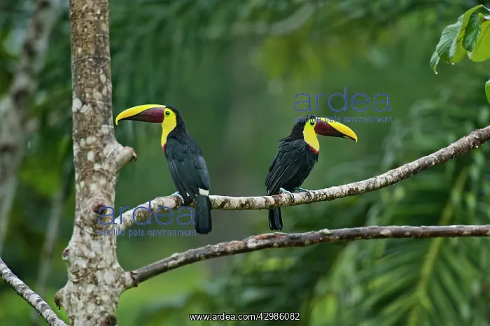 : Chestnut-mandibled Toucans / Swainson's Toucans : Chestnut-mandibled Toucans / Swainson's Toucans