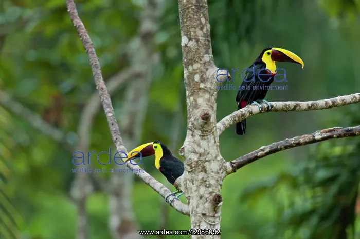 : Chestnut-mandibled Toucans / Swainson's Toucans : Chestnut-mandibled Toucans / Swainson's Toucans