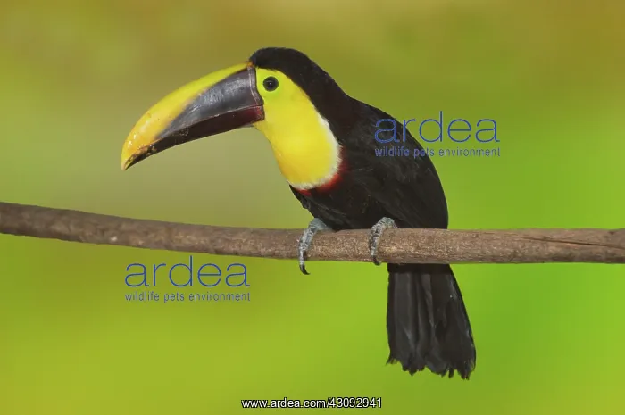 : Chestnut-mandled Toucan : Chestnut-mandled Toucan